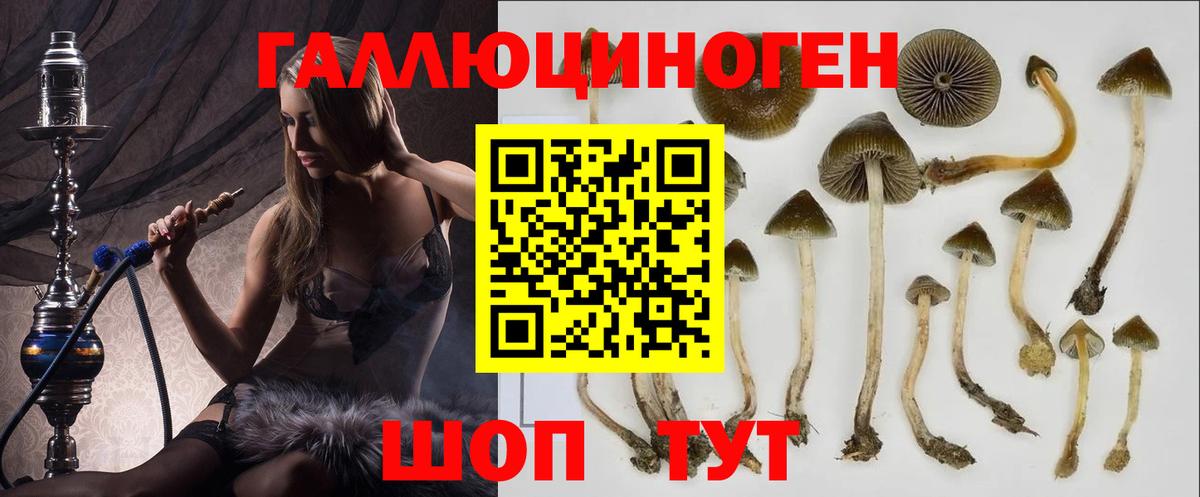 Ачхой-Мартан  Псилоцибиновые грибы мицелий  Вход с VPN 